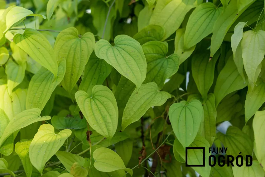 Liście pochrzynu chińskiego ładnie się prezentują. Pielęgnacja nie jest trudna, ale podlewanie jest bardzo ważne i należy o tym pamiętać.