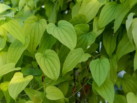 Pochrzyn chiński - uprawa