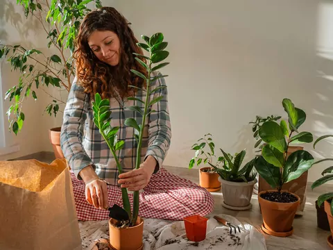 Najlepsze podłoże do zamiokulkasa