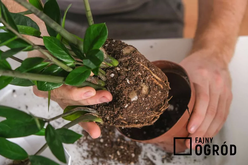 Przesadzanie zamiokulkasa