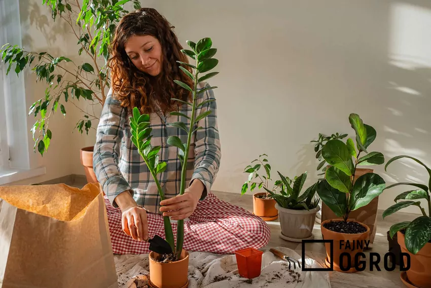 Zamiokulkas w doniczce