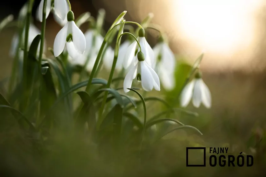 Śnieżyczka przebiśnieg o delikatnych białych kwiatach, a także sadzenie, pielęgnacja, podlewanie, okres kwitnieia i uprawa