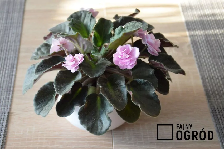 Herbata z hibiskusa pobudza fiołka afrykańskiego do kwitnienia nawet w chłodnych miesiącach Fiołek afrykański o pełnych, różowych kwiatach