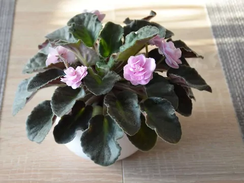 Podlewanie fiołków herbatą z hibiskusa