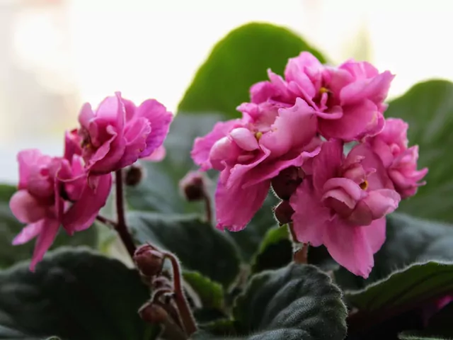 Podlewanie fiołków herbatą z hibiskusa