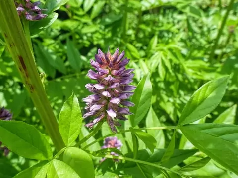 Lukrecja: uprawa, pielęgnacja, właściwości