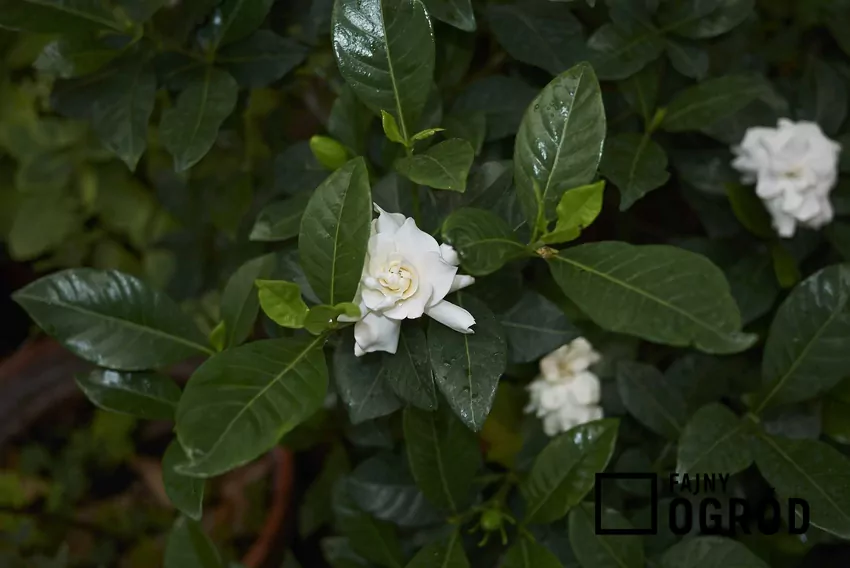Gardenia w doniczce przepięknie się prezentuje. Uprawa nie jest trudna, a wymagania nie są duże, także podlewanie nie jest trudne.