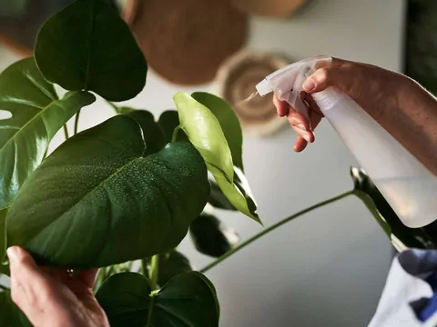 Oprysk z czosnku na kwiaty doniczkowe