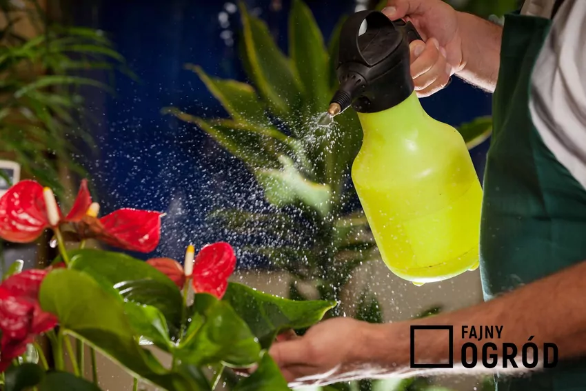 Naturalny roztwór z allicyną pomaga utrzymać zdrowe liście i zapobiega gniciu korzeni Opryskiwanie anturium czosnkiem