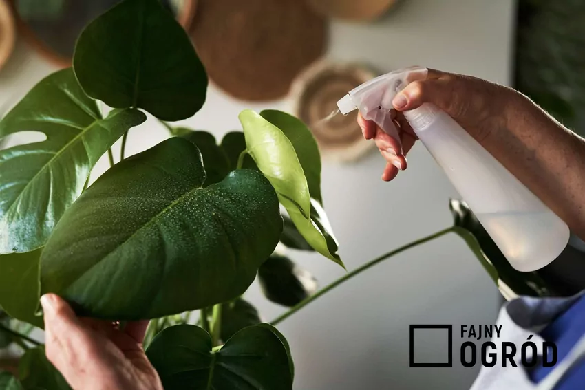 Oprysk z czosnku zimą chroni rośliny przed pleśnią i wzmacnia ich odporność Oprysk roślin doniczkowych