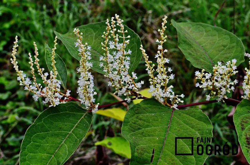 Kwiaty rdestowca sachalińskiego