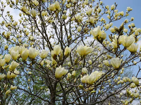 Odmiany i gatunki magnolii o żółtych kwiatach