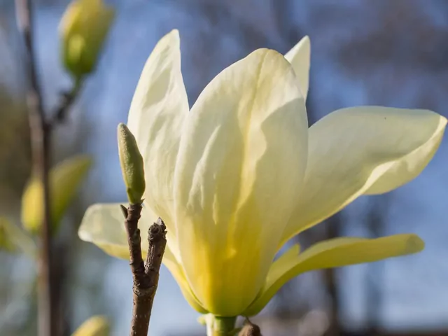 Odmiany i gatunki magnolii o żółtych kwiatach