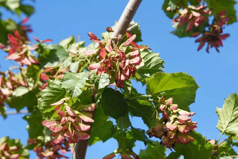 Klon ginnala Klon Ginnala o nietypowych karbowanych liściach, a także sadzenie, pielęgnacja, uprawa oraz sadzonki rośliny do ogrodu
