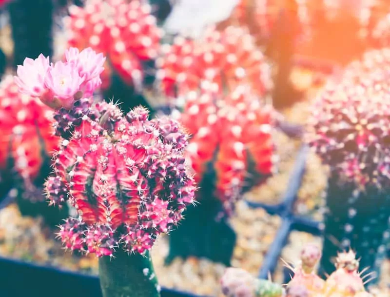 Gymnocalycium mihanovichi o różowych kwiatach, a także informacje o odmianach, sadzeniu, pielęgnacji, uprawie i wymaganiach gymnocalycium