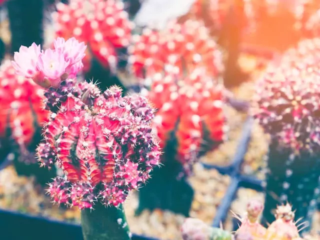 Uprawa i pielęgnacja Gymnocalycium mihanovichii