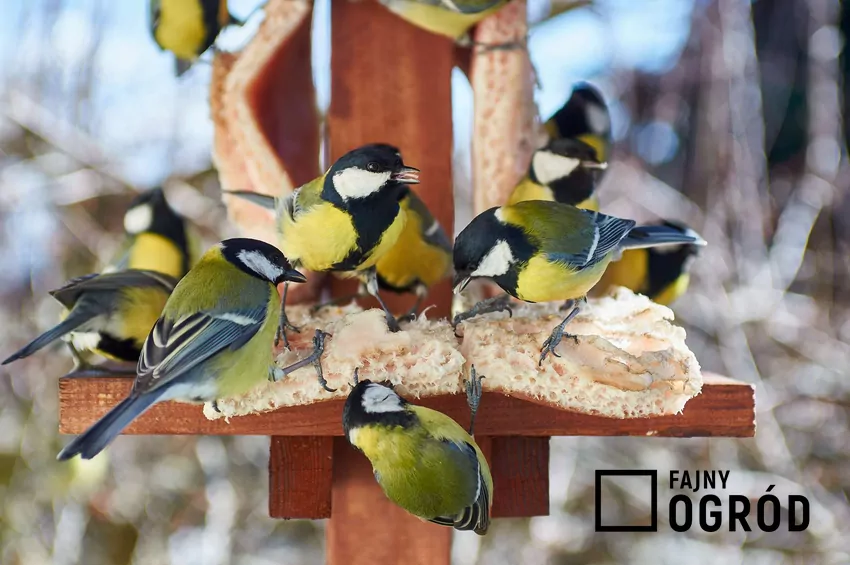 Sikorki ze skórką chleba