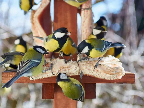 Tak przyciągniesz sikorki do ogrodu