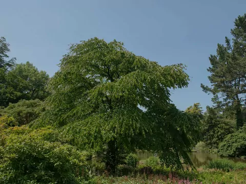 Grujecznik japoński w ogordzie