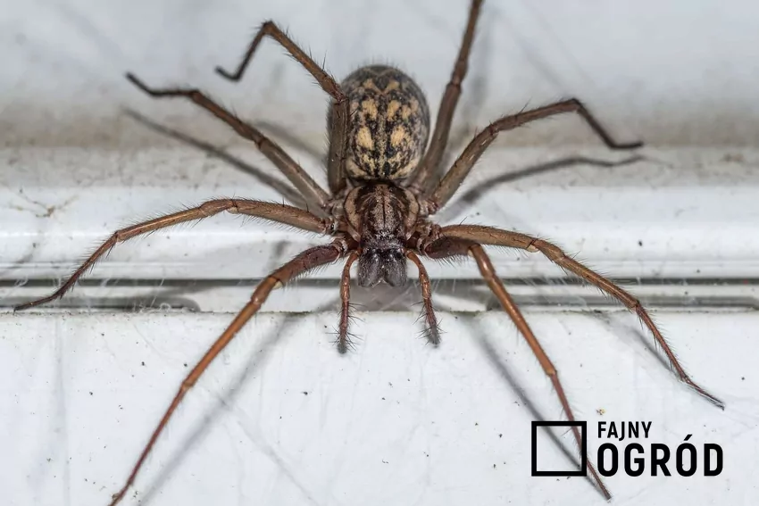 Kątnik domowy w mieszkaniu