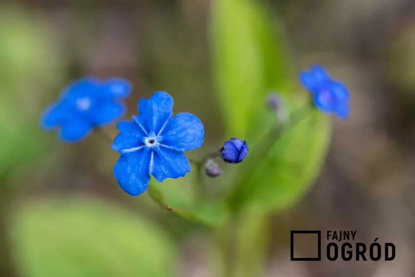 Ułudka wiosenna powinna znaleźć się w ogrodzie. Jej pielęgnacja i uprawa nie są wymagające, a roślina nie ma dużych wymagań.