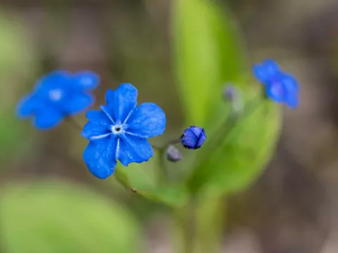 Ułudka wiosenna: sadzenie i pielęgnacja