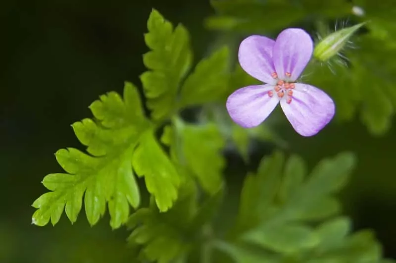 Delikatny kwiat bodziszka cuchnącego, a także sadzenie, pielęgnacja, uprawa oraz podlewanie bodziszków krok po kroku
