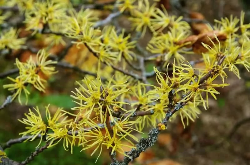Kwitnący oczar wirginijski, hamamelis virginiana, czyli warunki uprawy, wymagania,  i pielęgnacja oraz właściwości lecznicze i zastosowanie