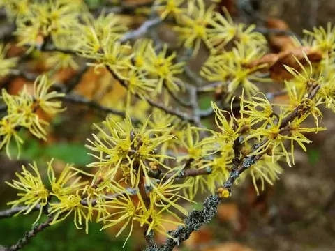 Oczar wirginijski: uprawa i właściwości lecznicze