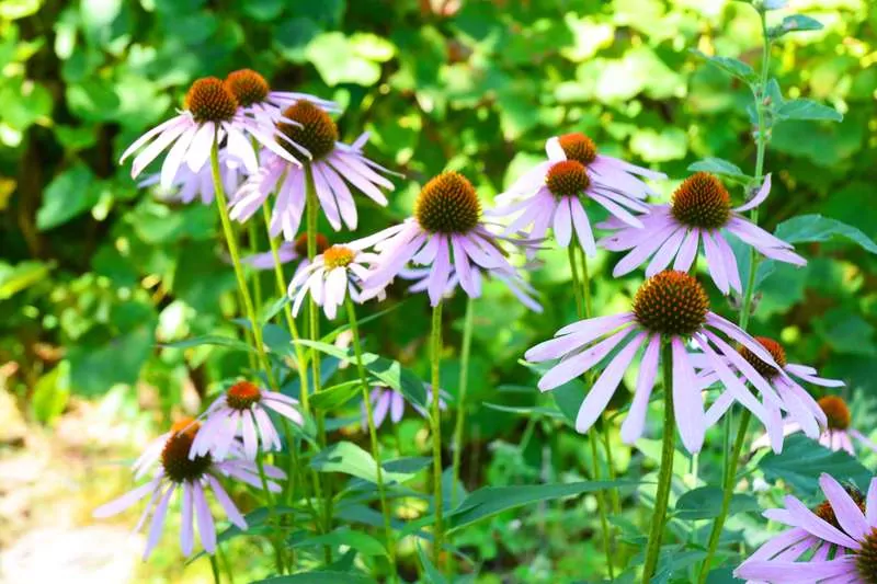 Fioletowe kwiaty jeżówki purpurowej, a także sadzenie, pielęgnacja, uprawa oraz wymagania kwiatów jeżówka purpurowa