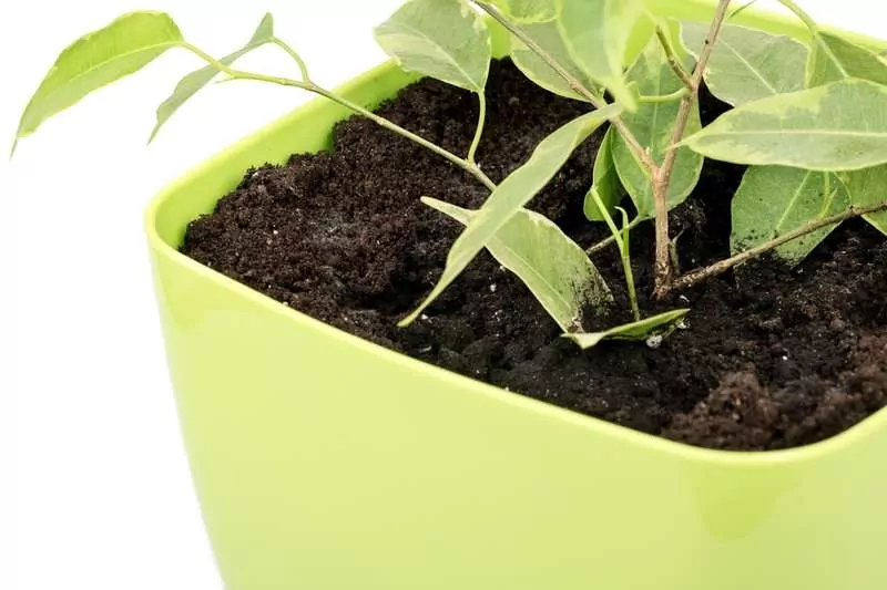 Fikus benjamina to roślina doniczkowa, której pielęgnacja jest łatwa i mało wymagająca. Uprawa tej rośliny jest bardzo popularna. Fikus benjamina w doniczce