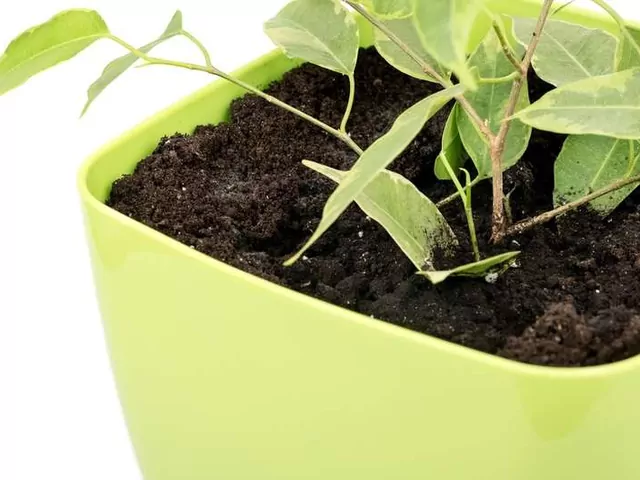 Fikus Benjamina – pielęgnacja i uprawa