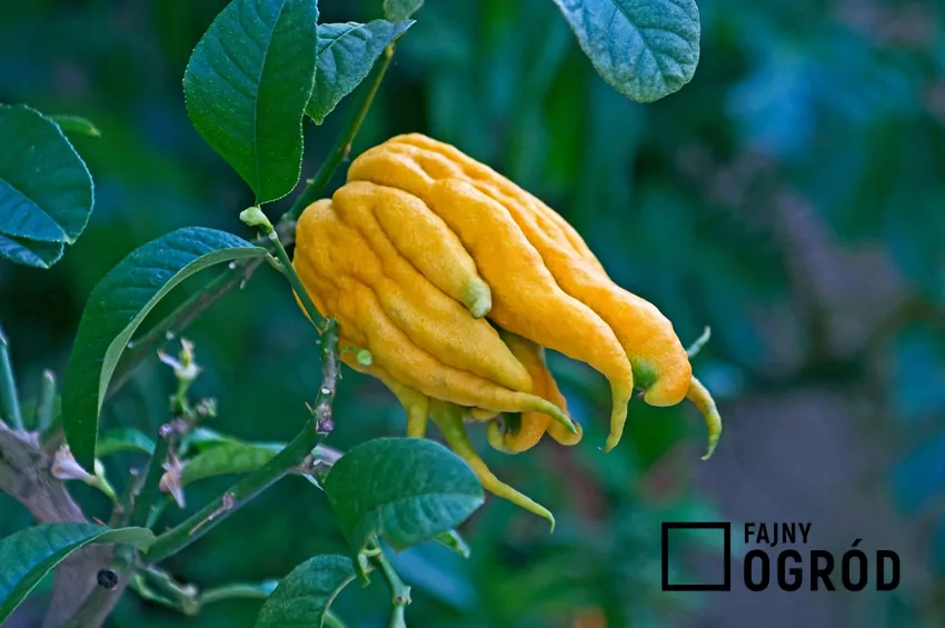 Cytron ma jedną z najgrubszych i najbardziej aromatycznych skórek spośród wszystkich cytrusów Cytron na krzewie