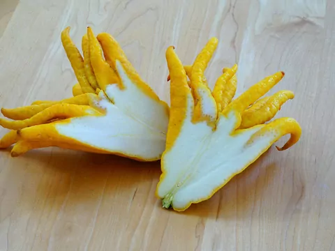 Jak uprawiać cytron