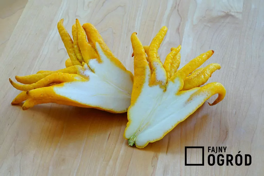 Tradycyjna medycyna ludowa wykorzystywała cytron jako środek wzmacniający odporność, wspierający układ trawienny i łagodzący stany zapalne Owoc cytronu na desce do krojenia