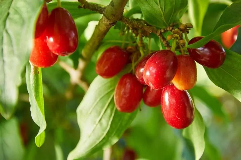 Owoce derenia jadalnego na gałązce, a także uprawa, pielęgnacja oraz sadzenie, sadzonki drzewek owocowych i zastosowanie