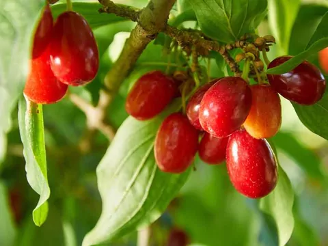 Dereń jadalny - uprawa i odmiany