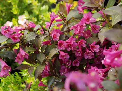 Krzewuszka cudowna - uprawa i pielęgnacja