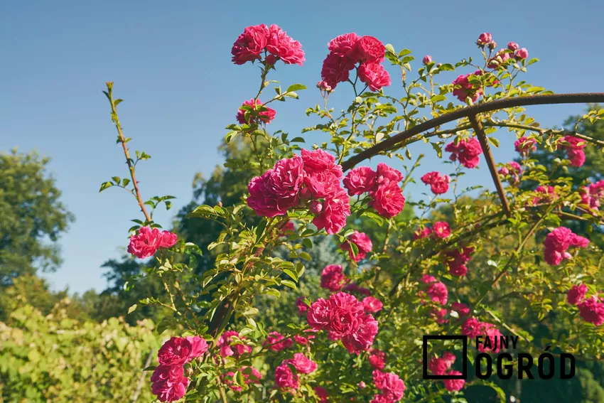 Róże pnące w ogrodzie Pergola ozdobiona licznymi różami pnącymi, a także uprawa, pielęgnacja oraz najważniejsze porady na temat zastosowania i pielęgnacji róż