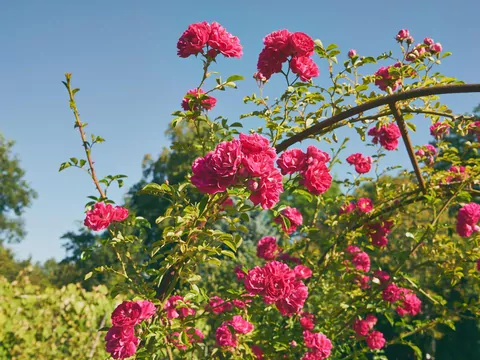 Pielęgnacja pnących róż w ogrodzie