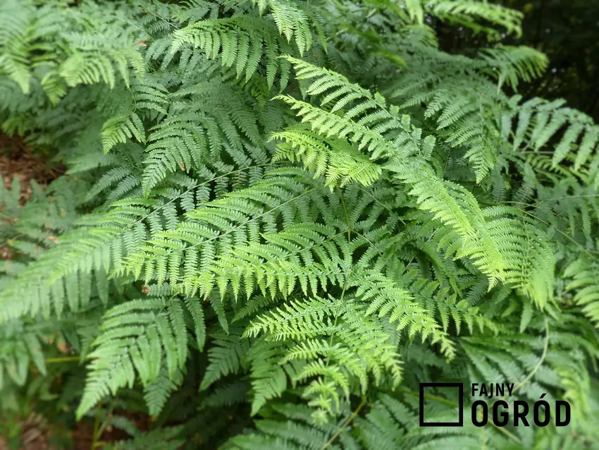Gęste liście paprotnika