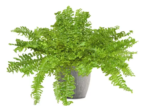 Paprotniki w uprawie domowej