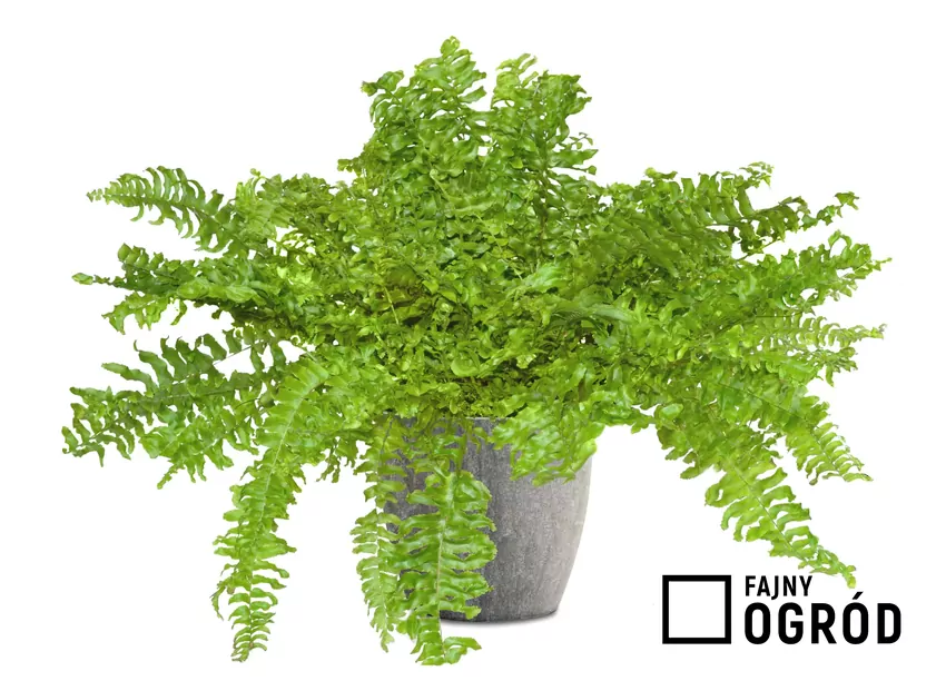 Paprotnik w doniczce