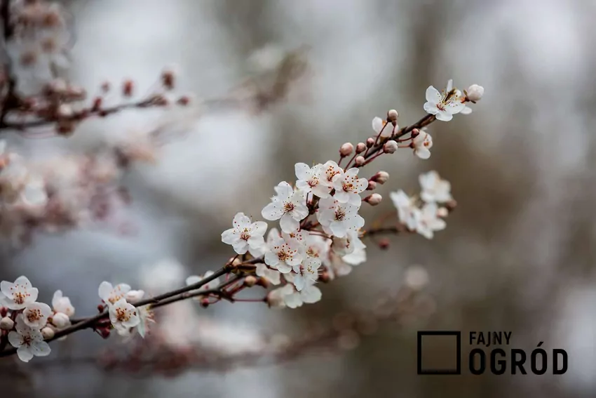 Kwiaty tarniny wiosną