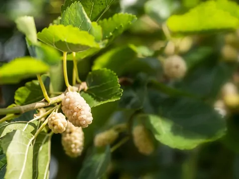 Morwa biała: właściwości i uprawa