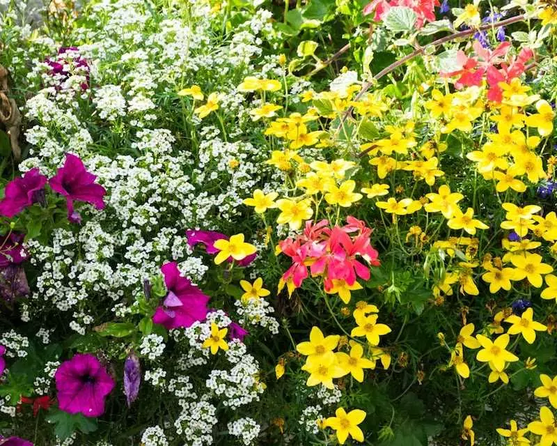 Pelargonia bluszczolistna o drobnych liściach i małych, kolorowych kwiatach, a także pielęgnacja, uprawa i sadzenie