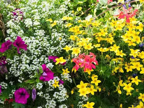 Pelargonia bluszczolistna - uprawa i pielęgnacja