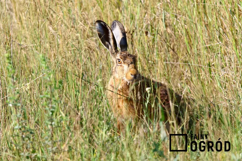Zając w ogrodzie