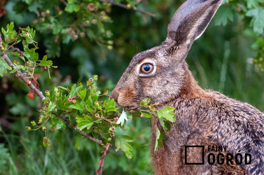 Obgryzienie pnia dookoła najczęściej prowadzi do obumarcia drzewka powyżej uszkodzenia Zając wśród trawy