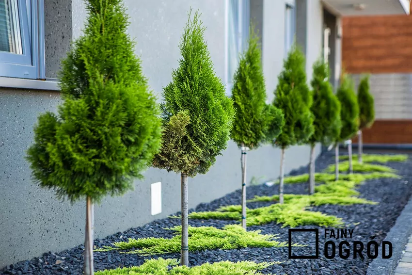 Tuje zimą tracą wodę szybciej, niż mogą ją pobrać z zamarzniętej gleby Tuje w ogrodzie